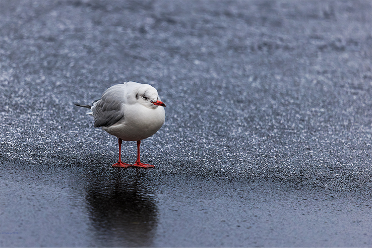 Chroicocephalus ridibundus Black-headed gull